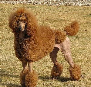 Standard Red Poodle Standard Red Poodle